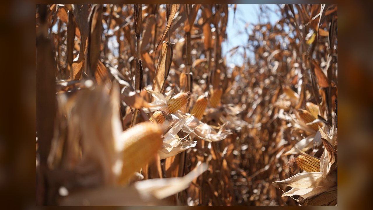 Mato Grosso finaliza colheita da segunda safra de milho com 7,43 milhões de hectares colhidos
