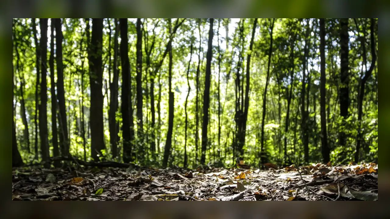 Produção florestal bate recorde histórico e chega a R$ 47,9 bilhões em 2025