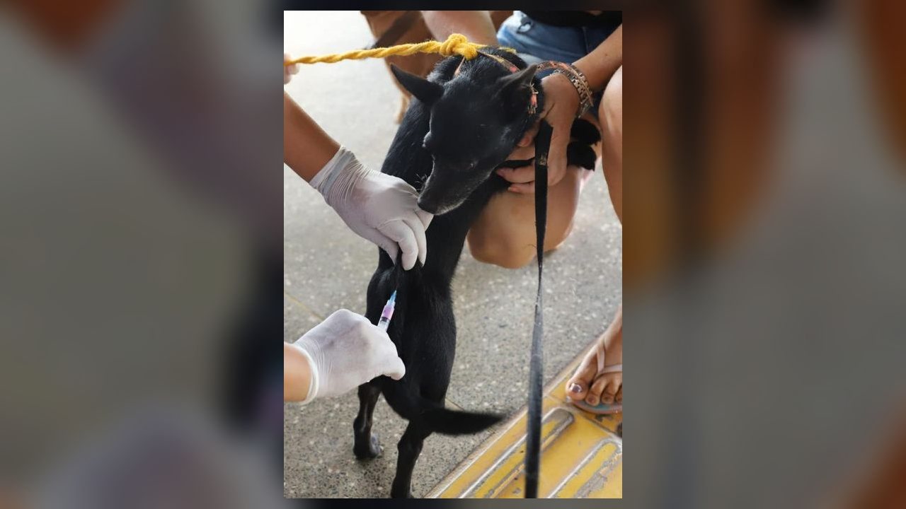 Sorriso aplica 2,7 mil doses contra raiva em mutirão na Zona Leste
