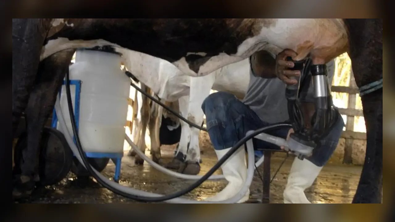 Brasil produz recorde de 36,7 bilhões de litros de leite em 2025 com menos vacas ordenhadas